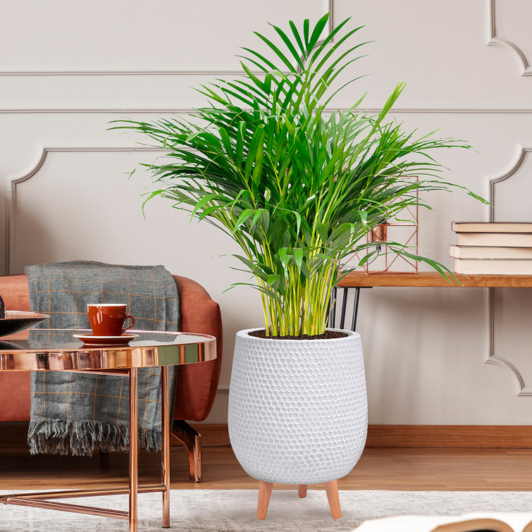 IDEALIST Style Egg Planter with Legs, Round Indoor Plant Pot